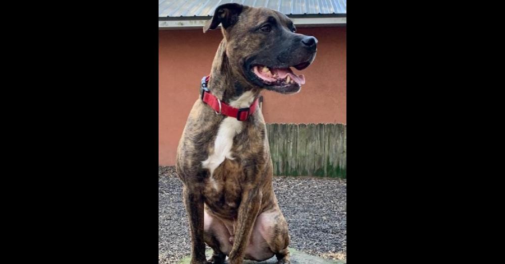 Enlarge Sonny, a Adopted mixed breed in Saint Augustine, FL image 3/6