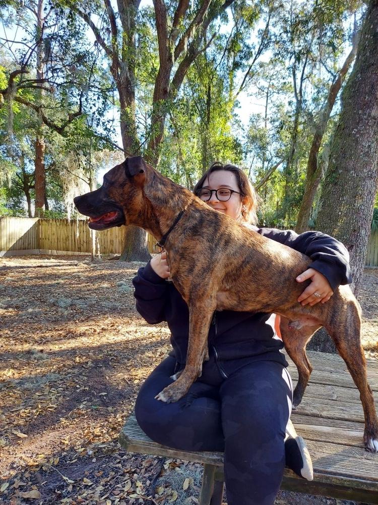 Enlarge Sonny, a Adopted mixed breed in Saint Augustine, FL image 2/3