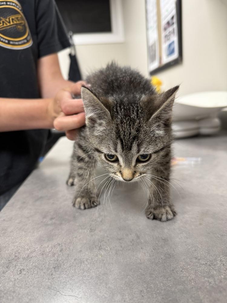 Tiger, Adoptable, Kitten Female Domestic Short Hair.