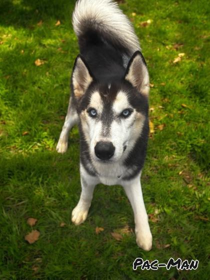 Pac-Man, Adoptable, Adult Male Husky & Mixed Breed.