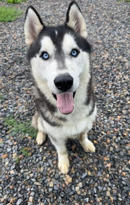 Pac-Man, Adoptable, Adult Male Husky & Mixed Breed.