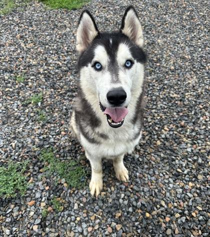Pac-Man, a Adoptable mixed breed in Cumberland, MD image 2/3