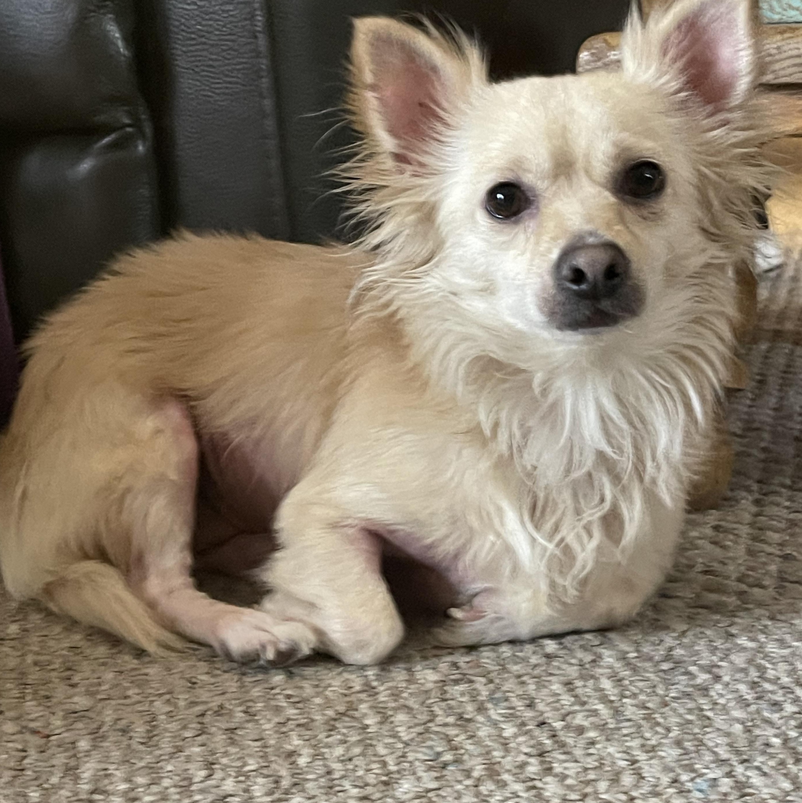 Misty, ADOPTABLE, Adult Female Chihuahua.