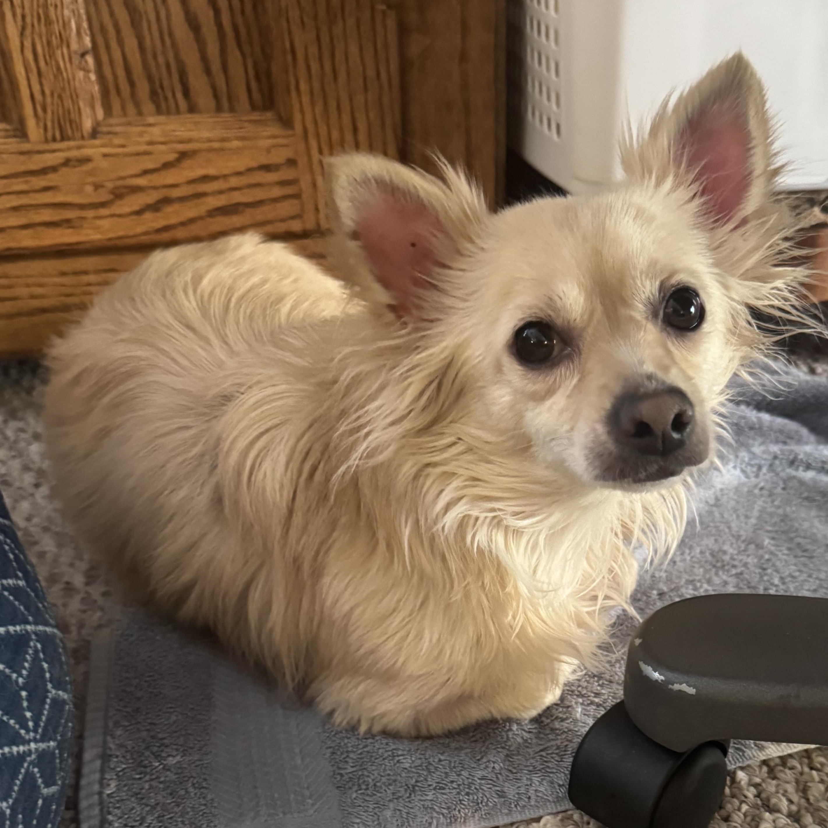 Enlarge Misty, a ADOPTABLE Chihuahua in Yreka, CA image 3/3