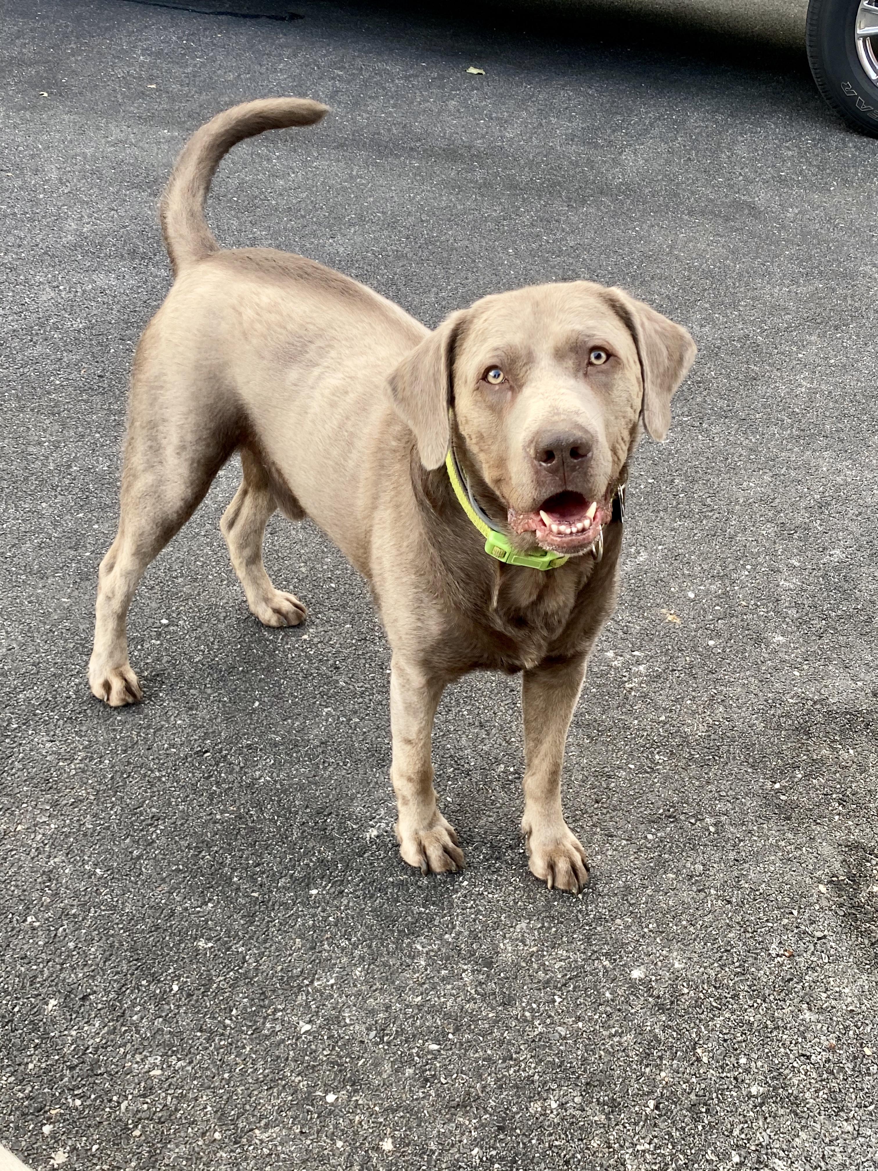 Enlarge Gunner, a ADOPTABLE Labrador Retriever in Warrington, PA image 5/6