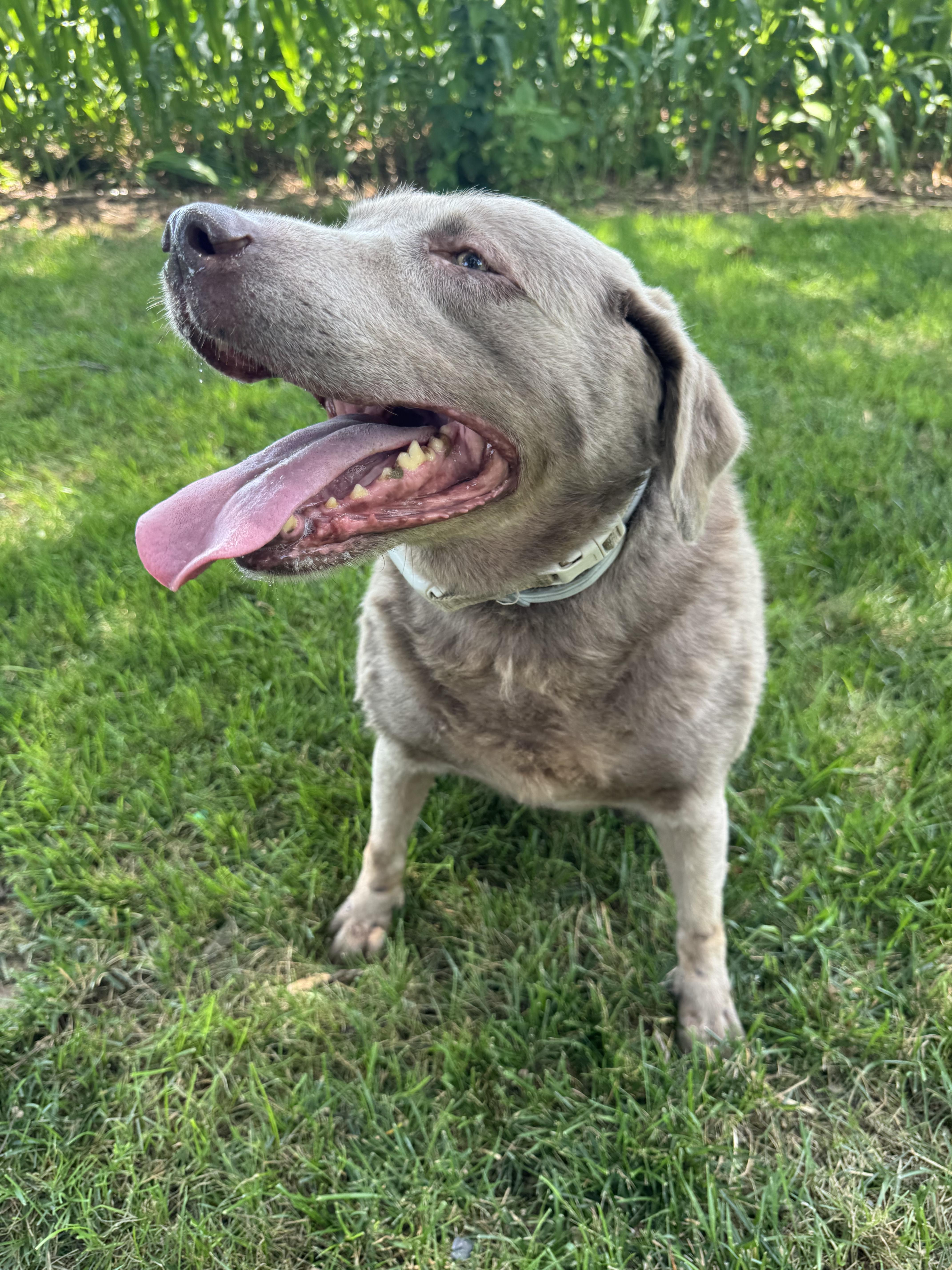 Enlarge Gunner, a ADOPTABLE Labrador Retriever in Warrington, PA image 2/6