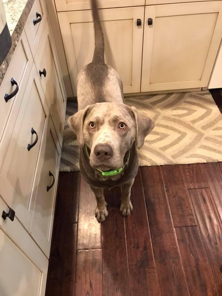 Gunner, ADOPTABLE, Senior Male Labrador Retriever.