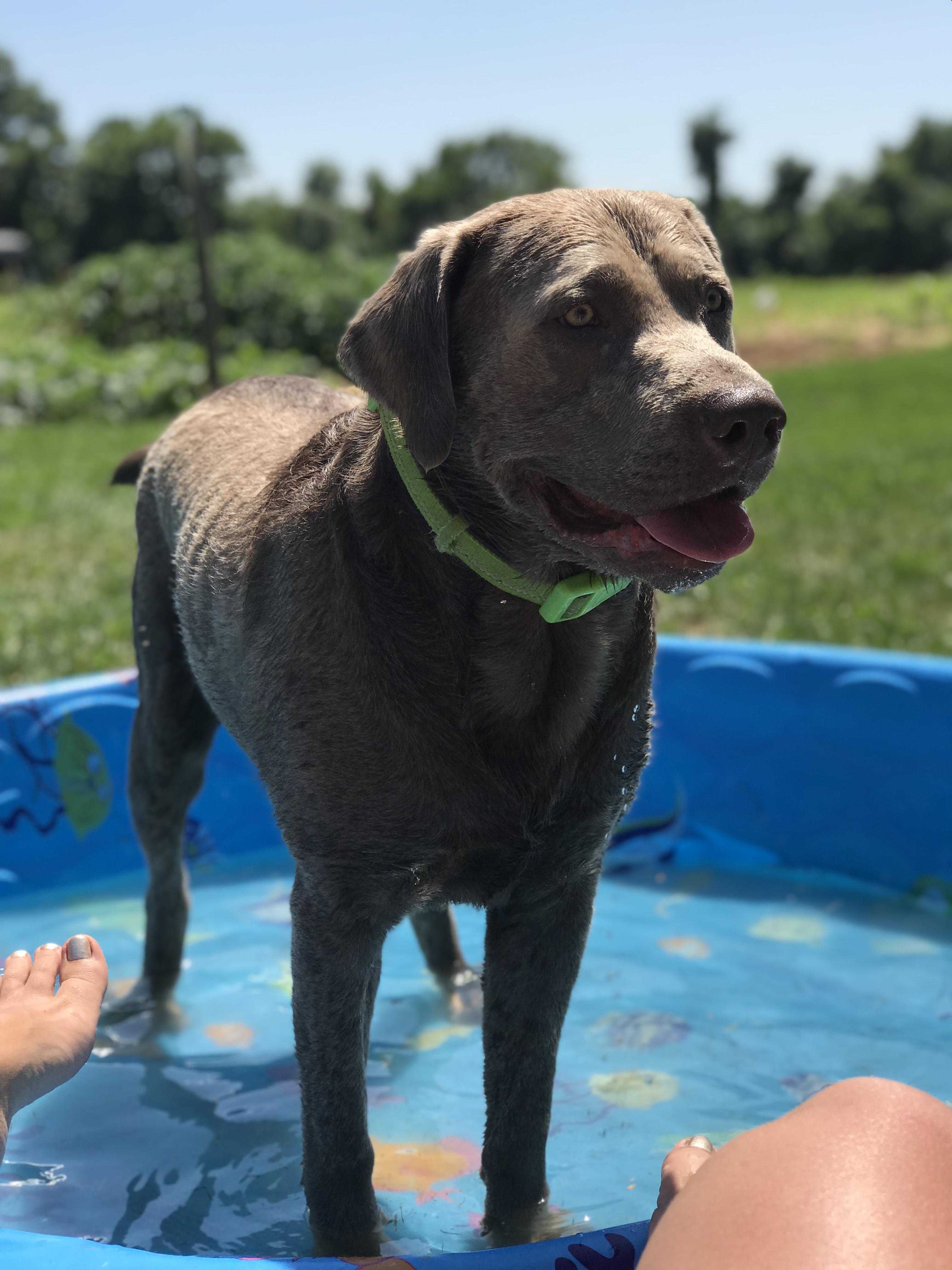 Enlarge Gunner, a ADOPTABLE Labrador Retriever in Warrington, PA image 3/6