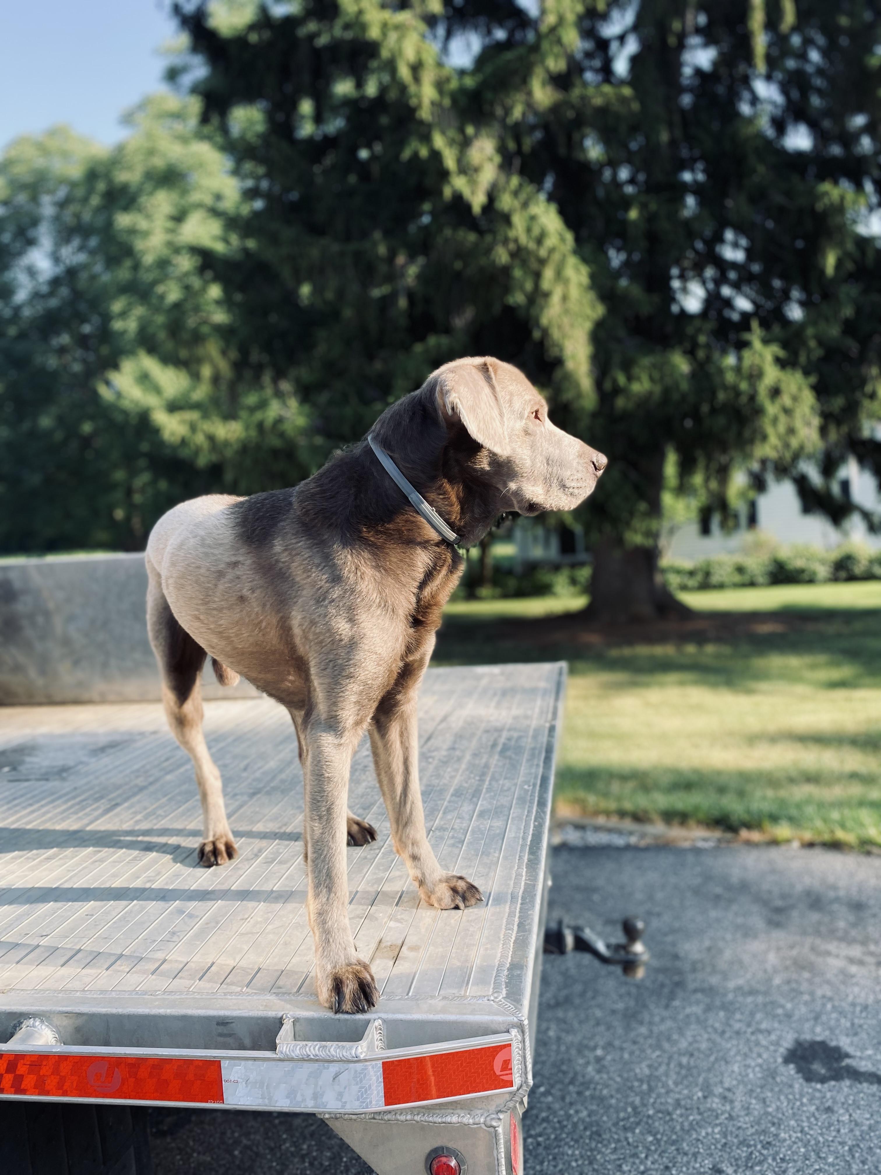 Enlarge Gunner, a ADOPTABLE Labrador Retriever in Warrington, PA image 6/6