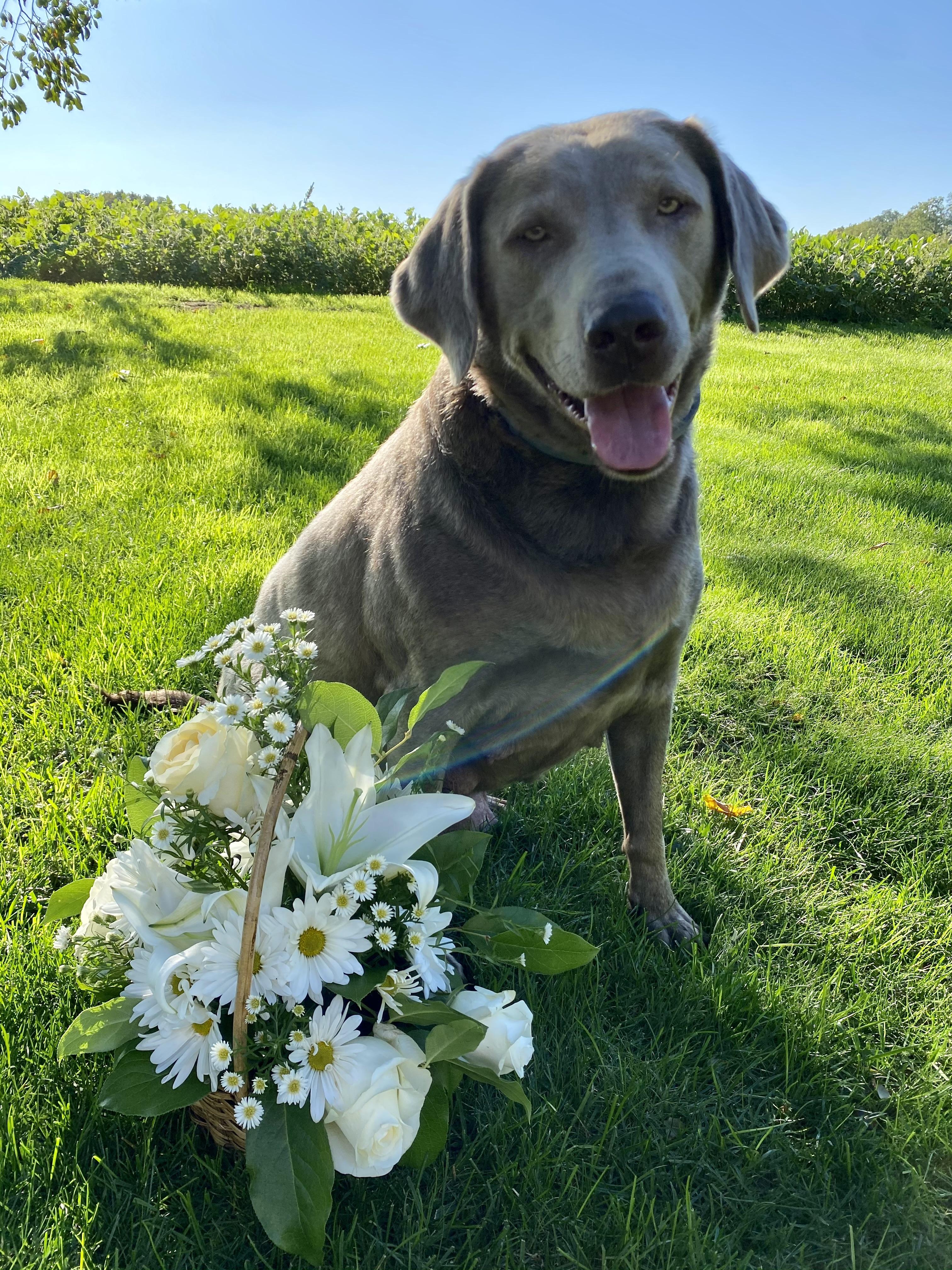 Enlarge Gunner, a ADOPTABLE Labrador Retriever in Warrington, PA image 4/6