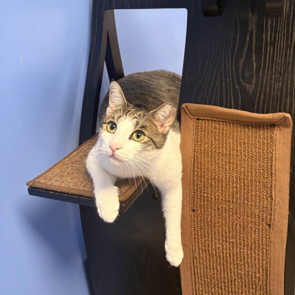 Sunny, a Adoptable Domestic Short Hair in Princeton, NJ image 5/6