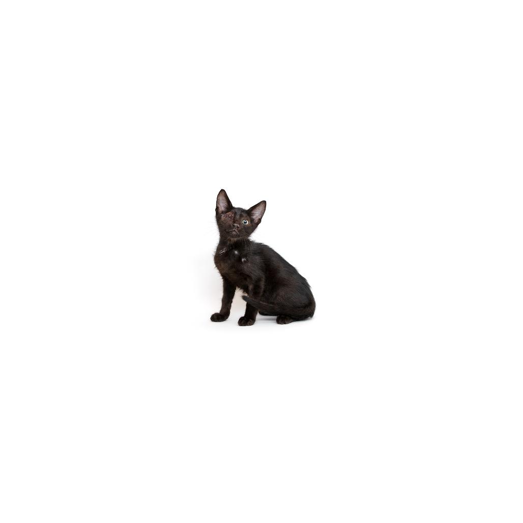 Caterpie, Adoptable, Kitten Male Domestic Short Hair.