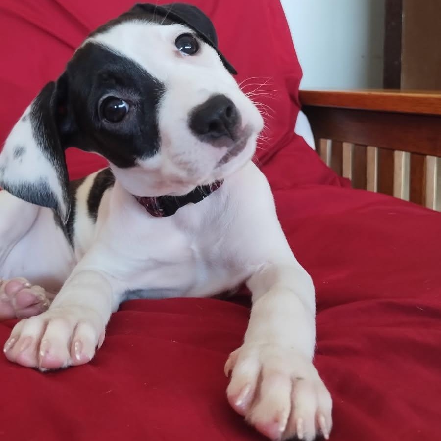 Enlarge Aslana, a ADOPTABLE mixed breed in Warren, NJ image 4/4