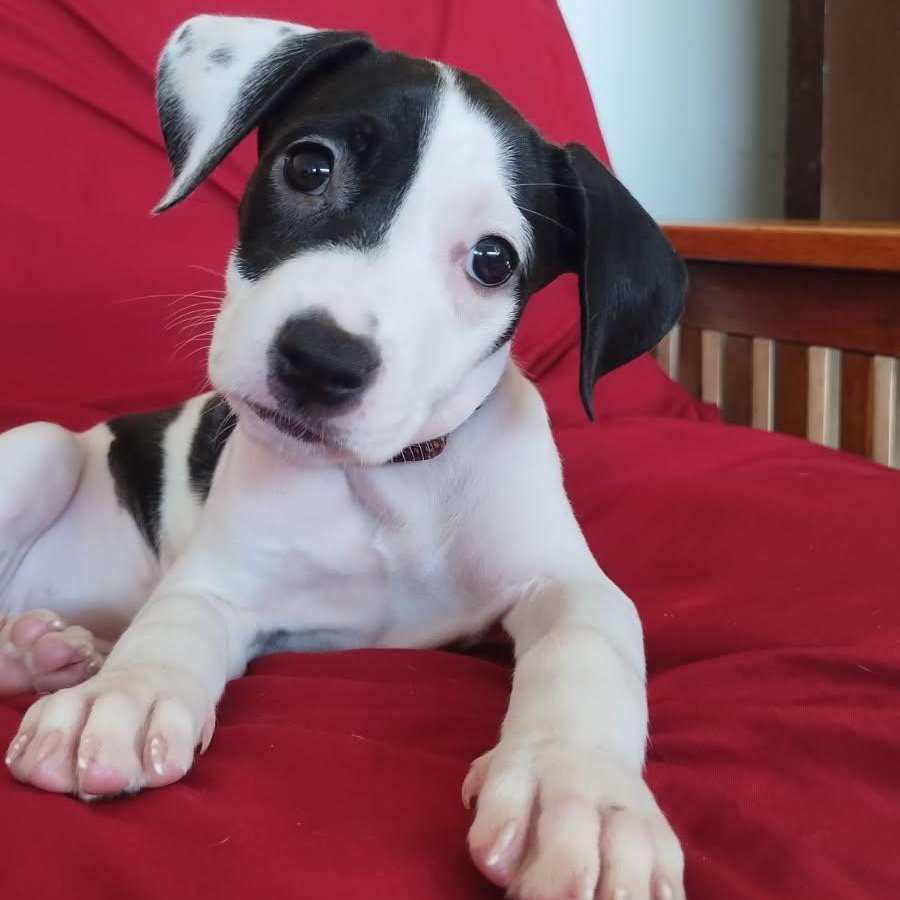 Aslana, ADOPTABLE, Puppy Female Terrier.