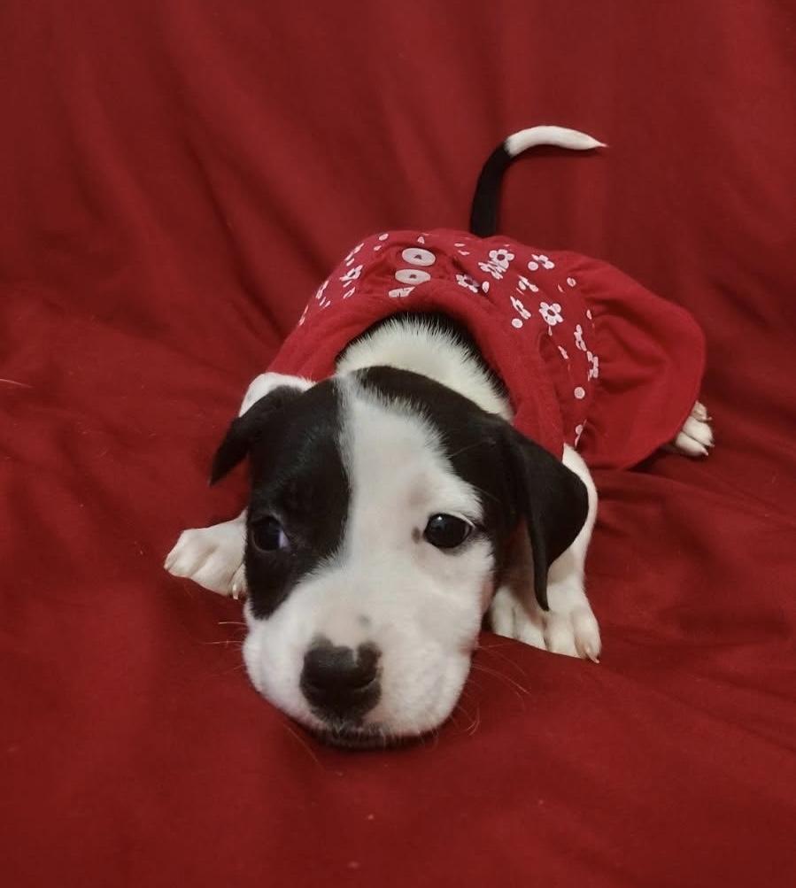 Enlarge Aslana, a ADOPTABLE mixed breed in Warren, NJ image 2/4