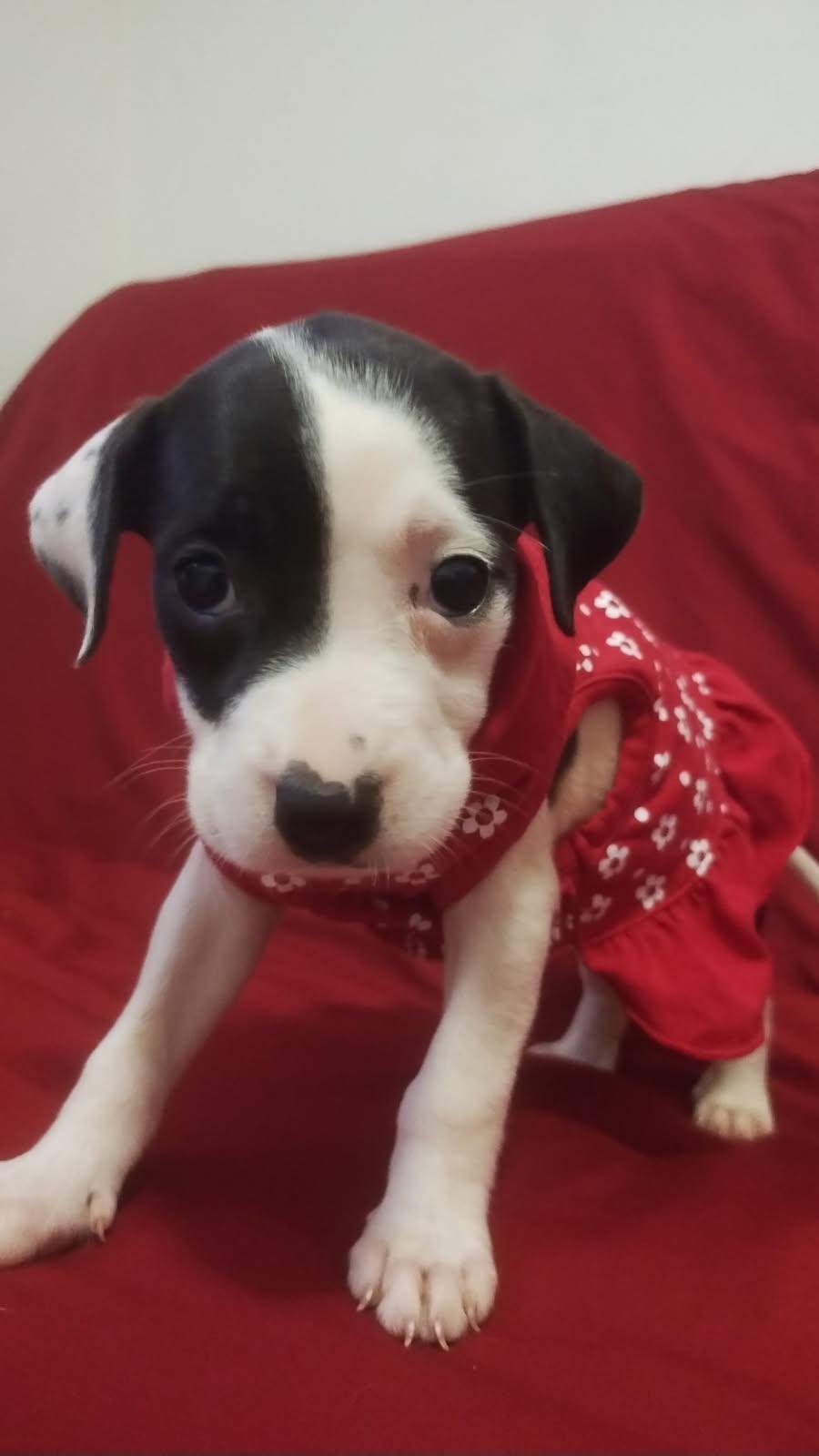 Enlarge Aslana, a ADOPTABLE mixed breed in Warren, NJ image 3/4