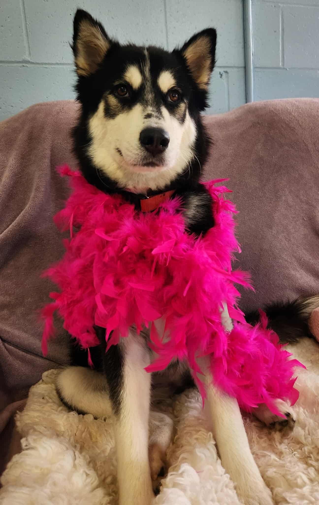 Nova, Adoptable, Adult Female Husky.