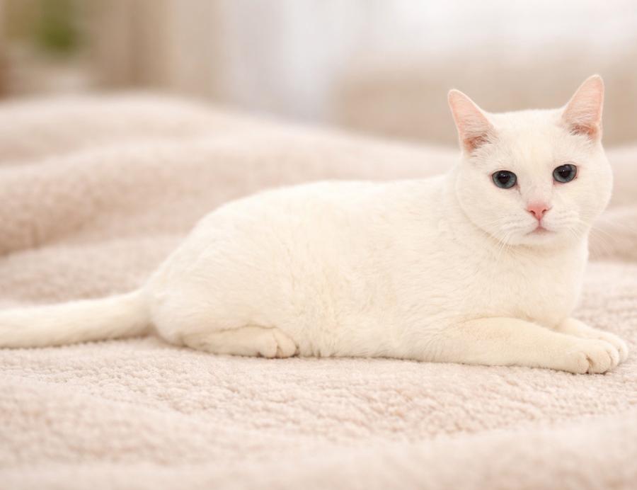 Enlarge STITCH , an adopted Domestic Short Hair in San Clemente, CA image 1/3