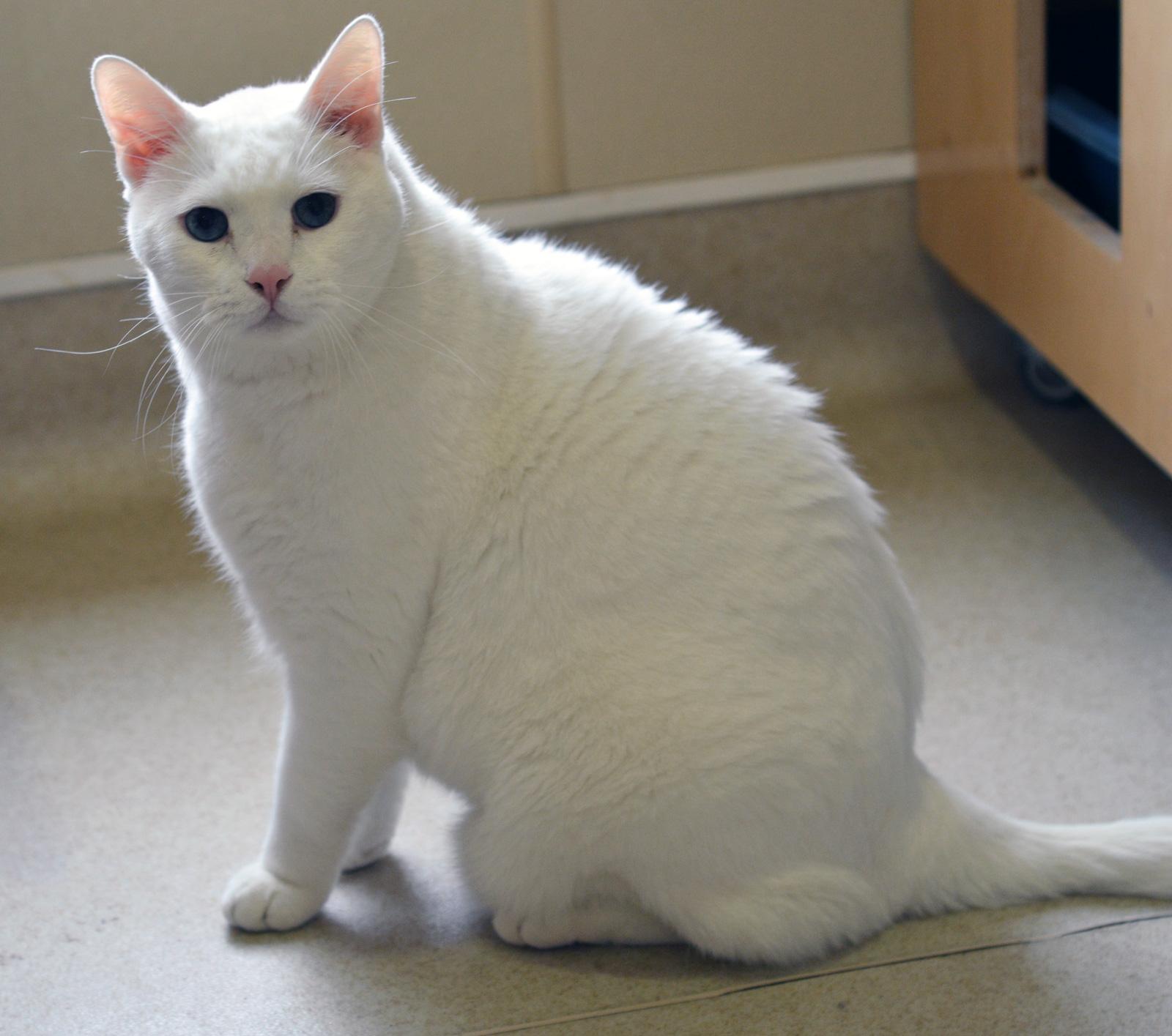 STITCH - ADOPT ME FOR $14 THIS MONTH!, adopted, Senior Male Domestic Short Hair.