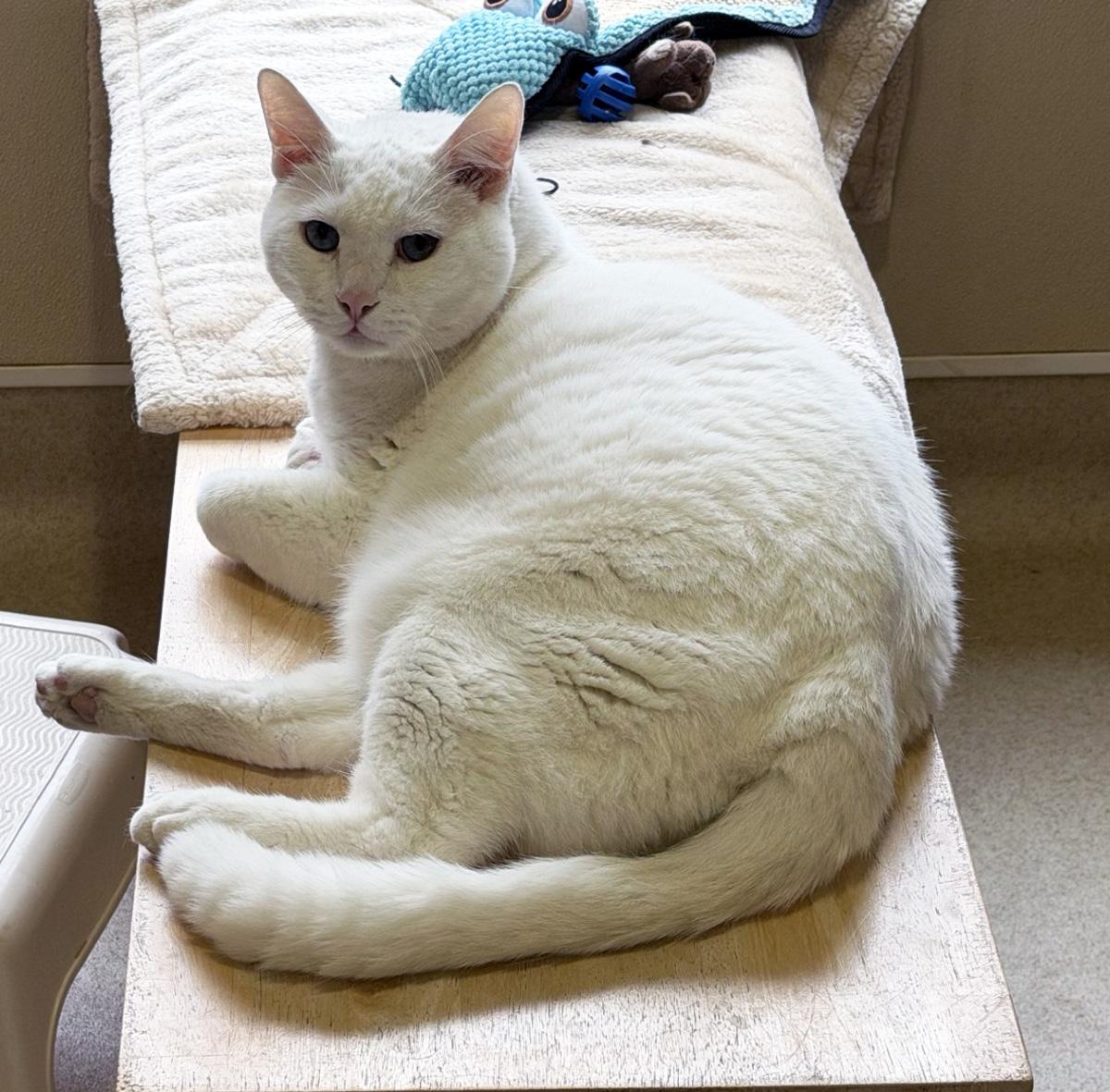 Enlarge STITCH - ADOPT ME FOR $14 THIS MONTH!, an adopted Domestic Short Hair in San Clemente, CA image 2/3