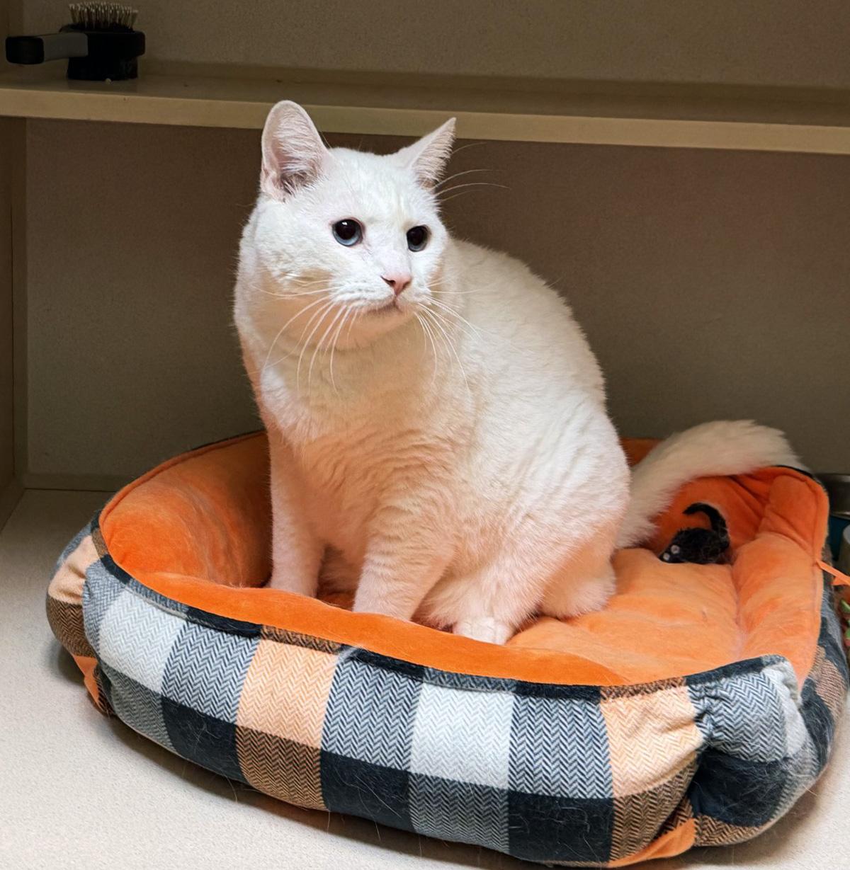 Enlarge STITCH - ADOPT ME FOR $14 THIS MONTH!, an adopted Domestic Short Hair in San Clemente, CA image 3/3