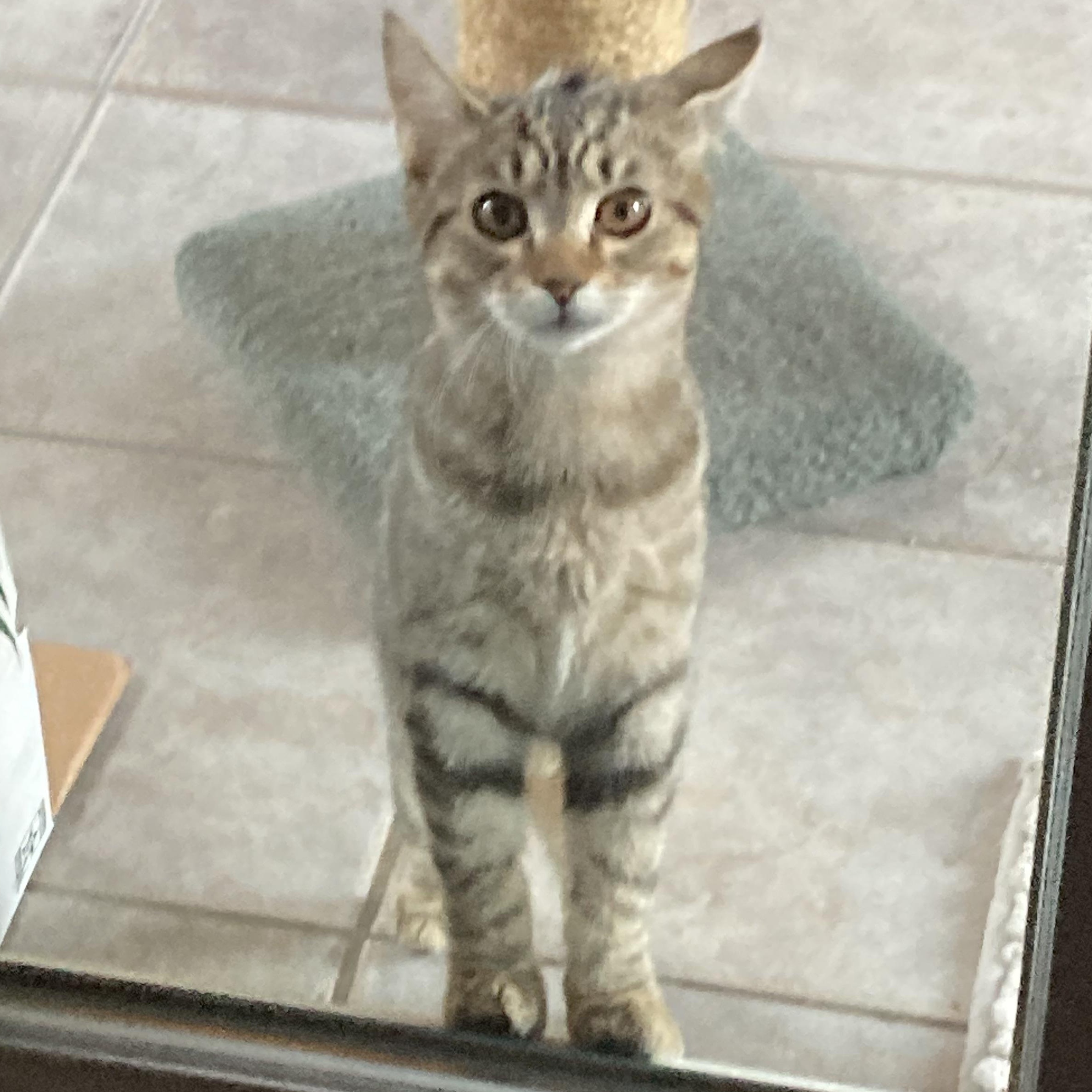 Rikki