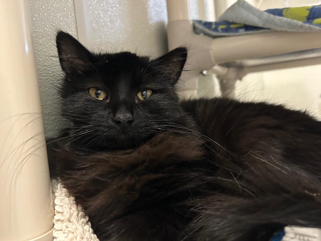 Enlarge Georgie, a Adoptable mixed breed in Ashland, WI image 1/4