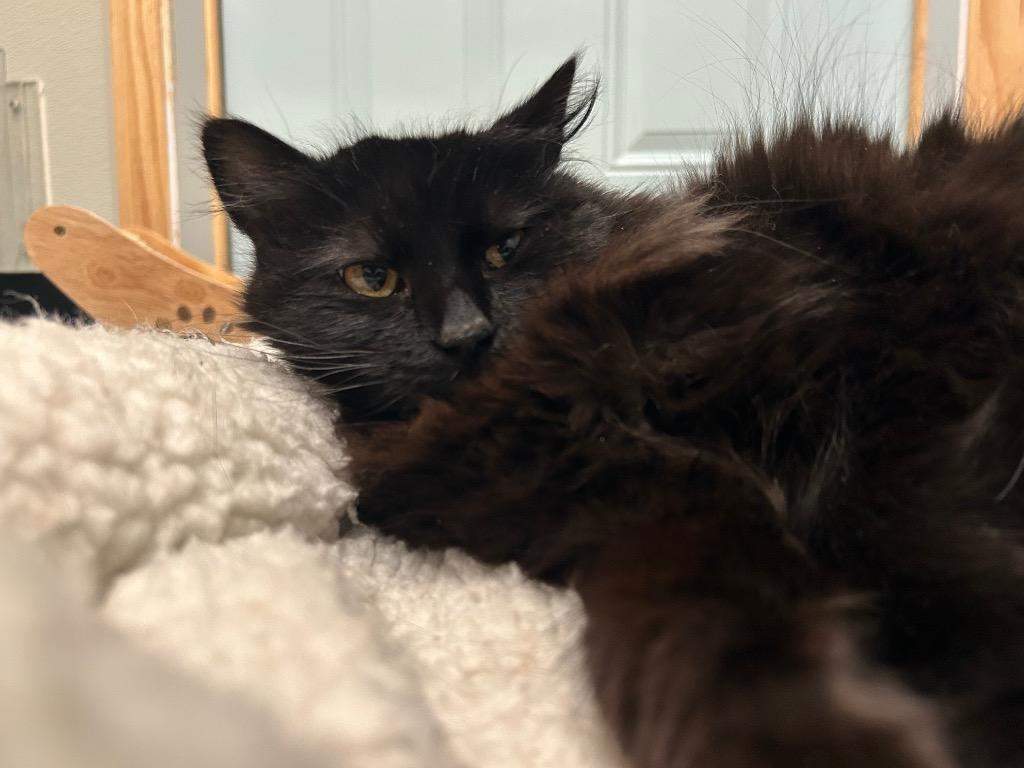 Enlarge Georgie, a Adoptable mixed breed in Ashland, WI image 3/4