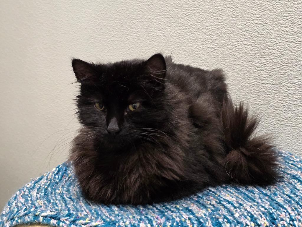 Enlarge Georgie, a Adoptable mixed breed in Ashland, WI image 4/4