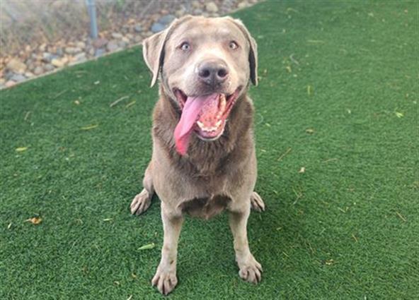 Enlarge AXEL, a Adoptable Labrador Retriever in Antioch, CA image 1/1