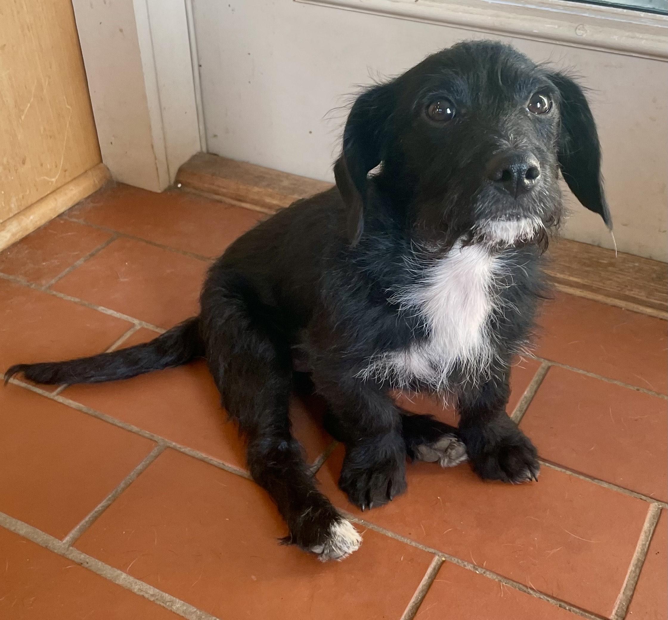 Enlarge Jasper, a ADOPTABLE mixed breed in MORAVIAN FALLS, NC image 2/4
