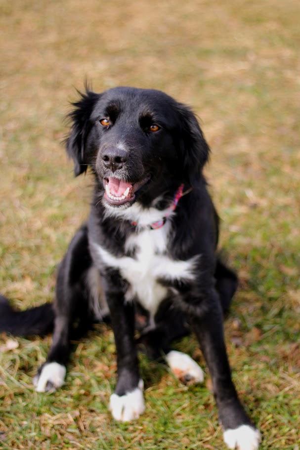 Enlarge Remi, a ADOPTABLE mixed breed in Battle Creek, MI image 1/5