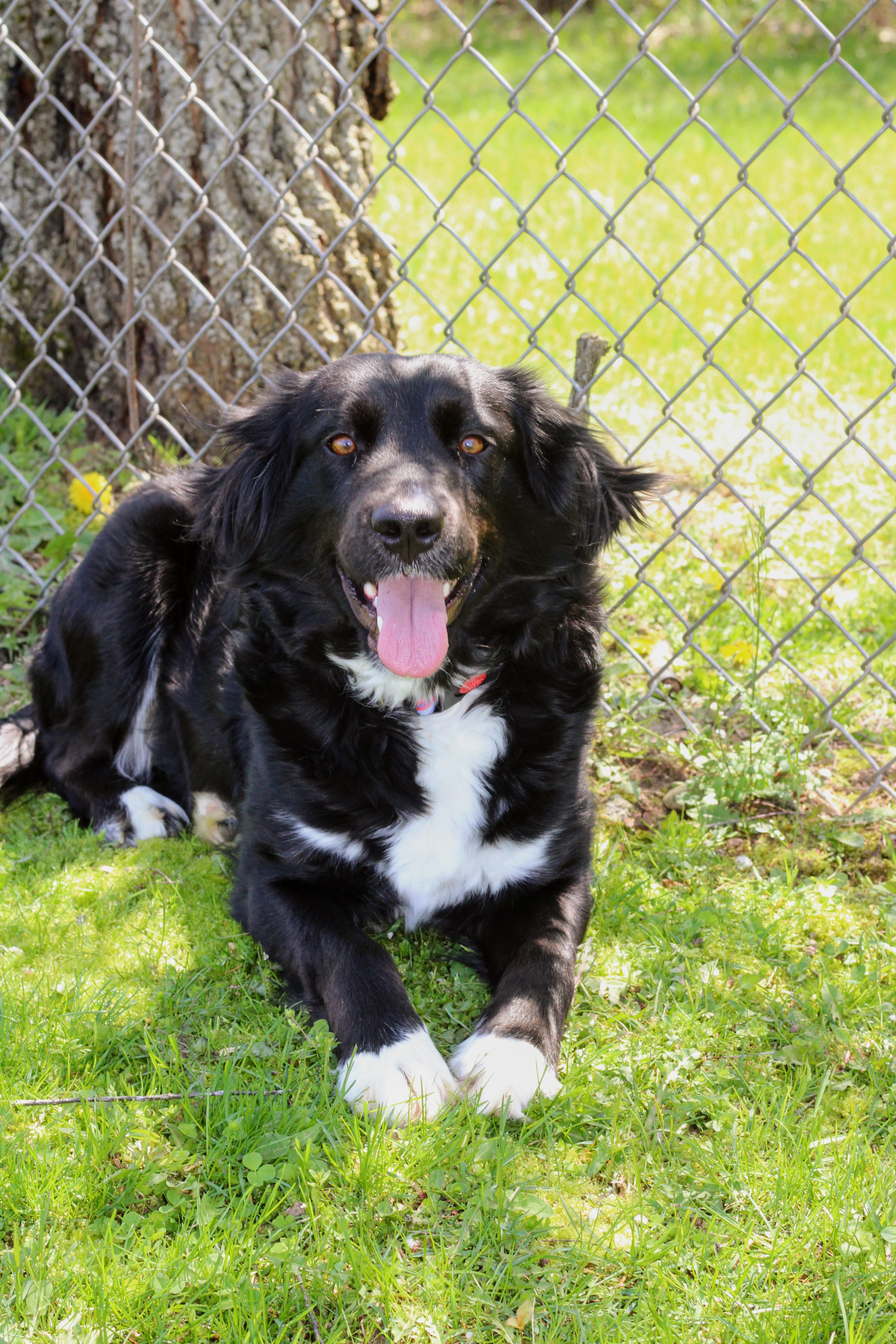 Enlarge Remi, a ADOPTABLE mixed breed in Battle Creek, MI image 3/5