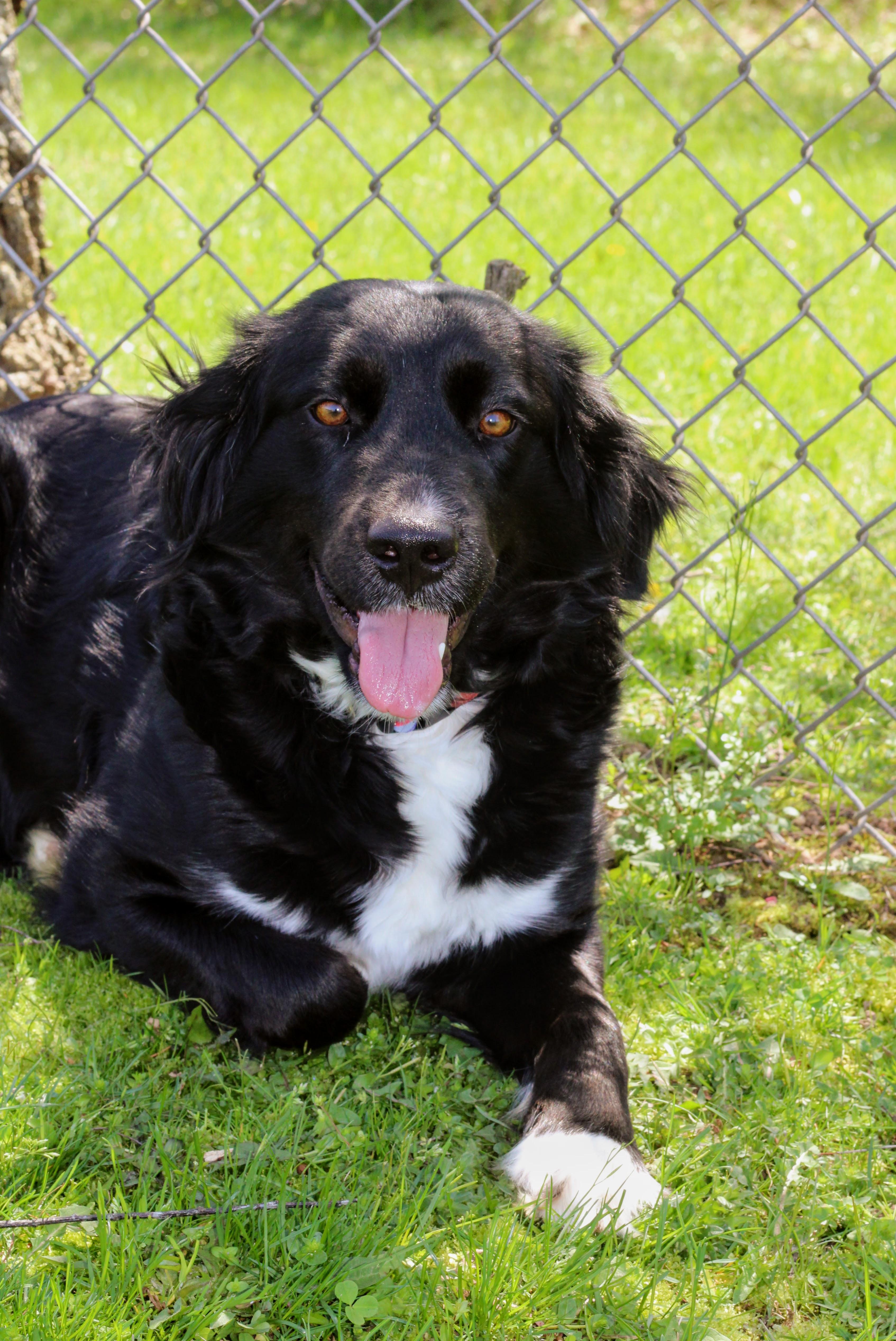 Enlarge Remi, a ADOPTABLE mixed breed in Battle Creek, MI image 5/5