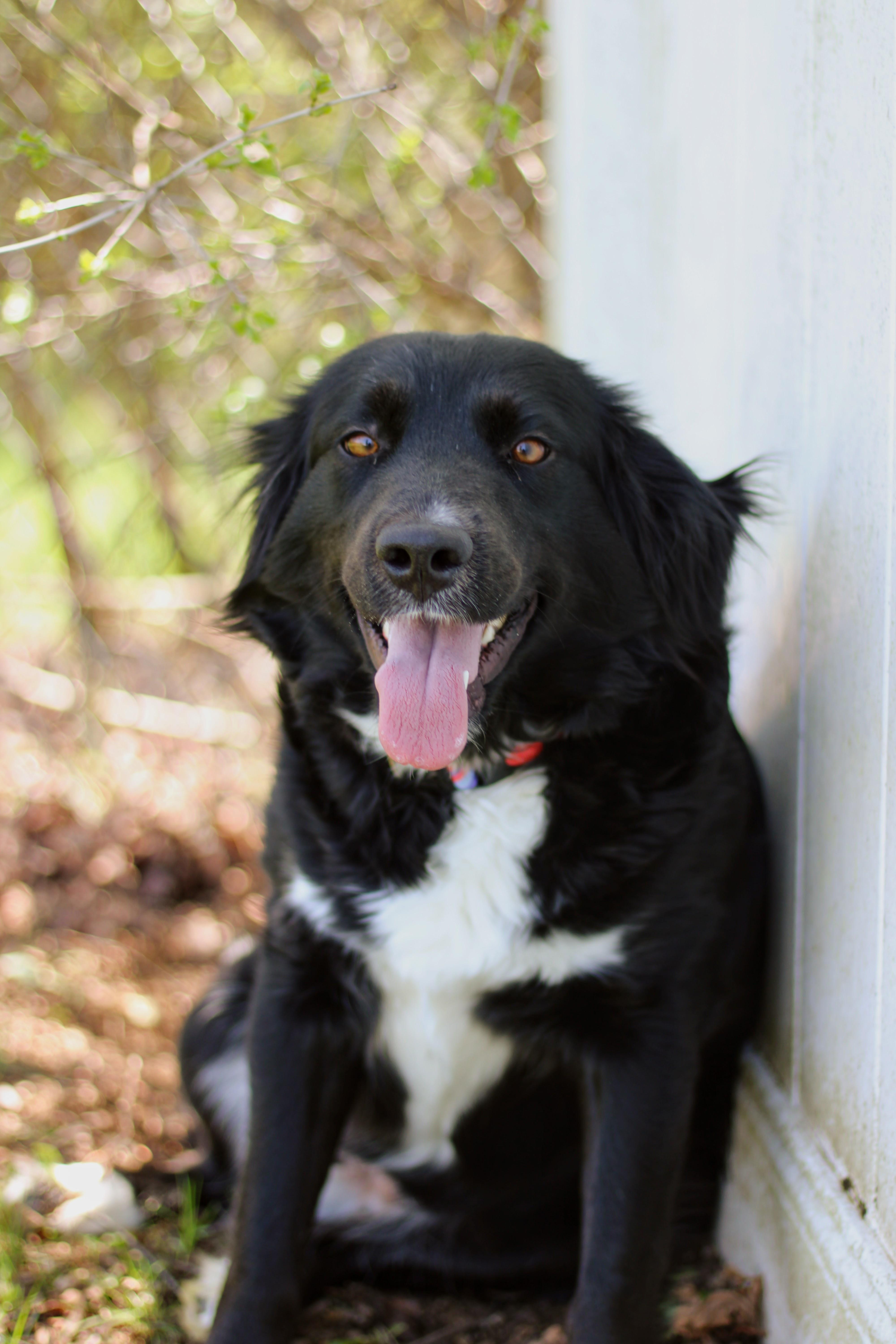 Enlarge Remi, a ADOPTABLE mixed breed in Battle Creek, MI image 4/5