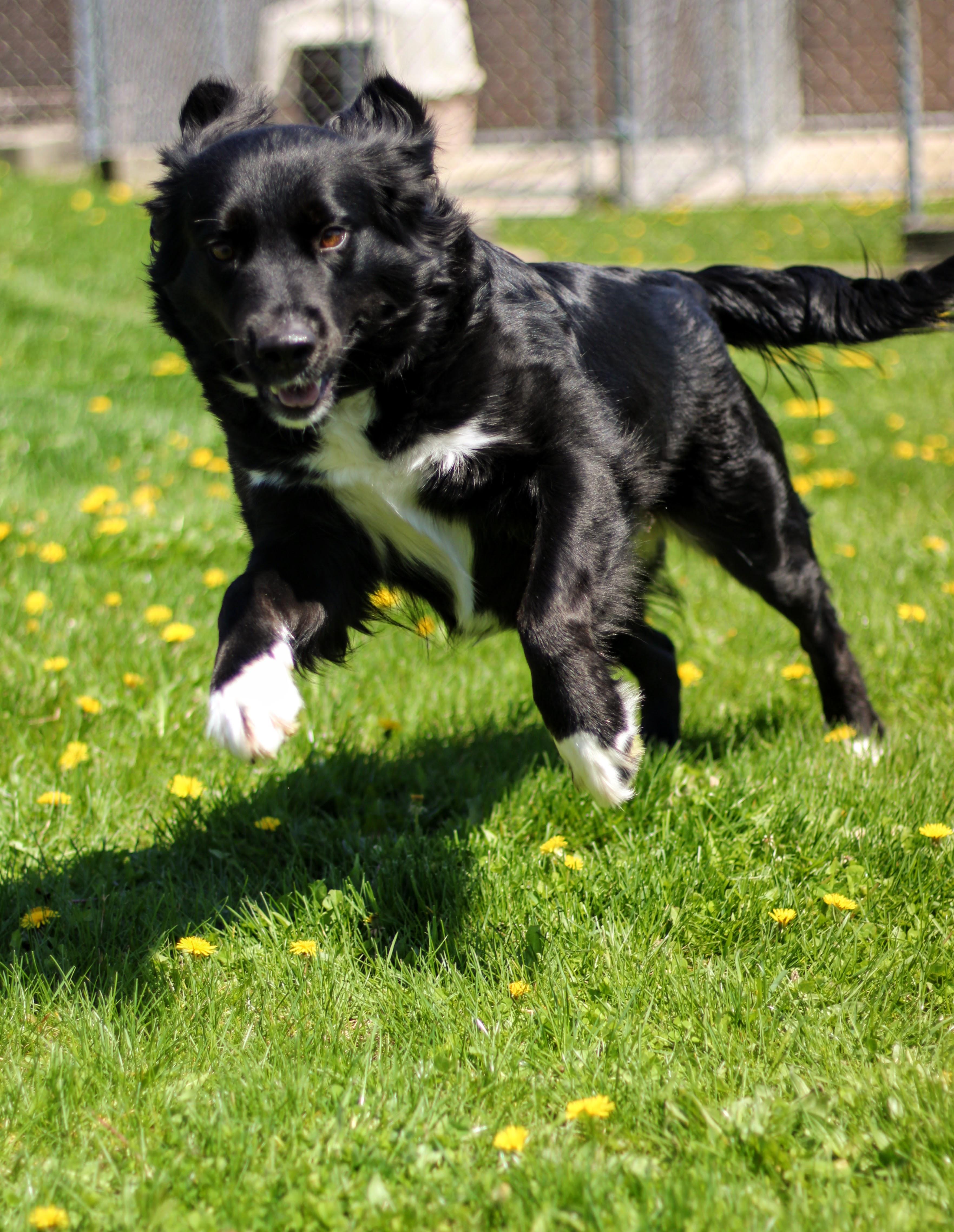 Enlarge Remi, a ADOPTABLE mixed breed in Battle Creek, MI image 2/5