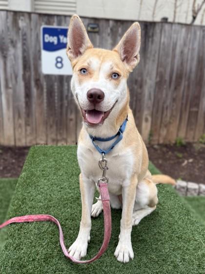 Sable, Adoptable, Young Female Mixed Breed & Mixed Breed.