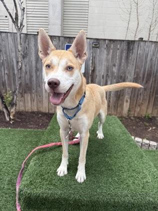 Sable, a Adoptable mixed breed in Washington, DC image 2/3