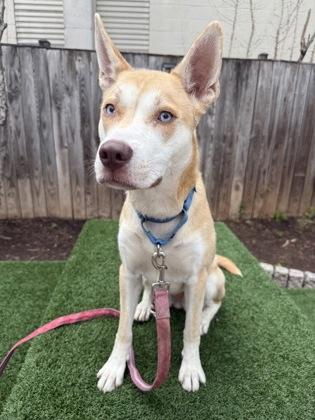 Sable, a Adoptable mixed breed in Washington, DC image 3/3