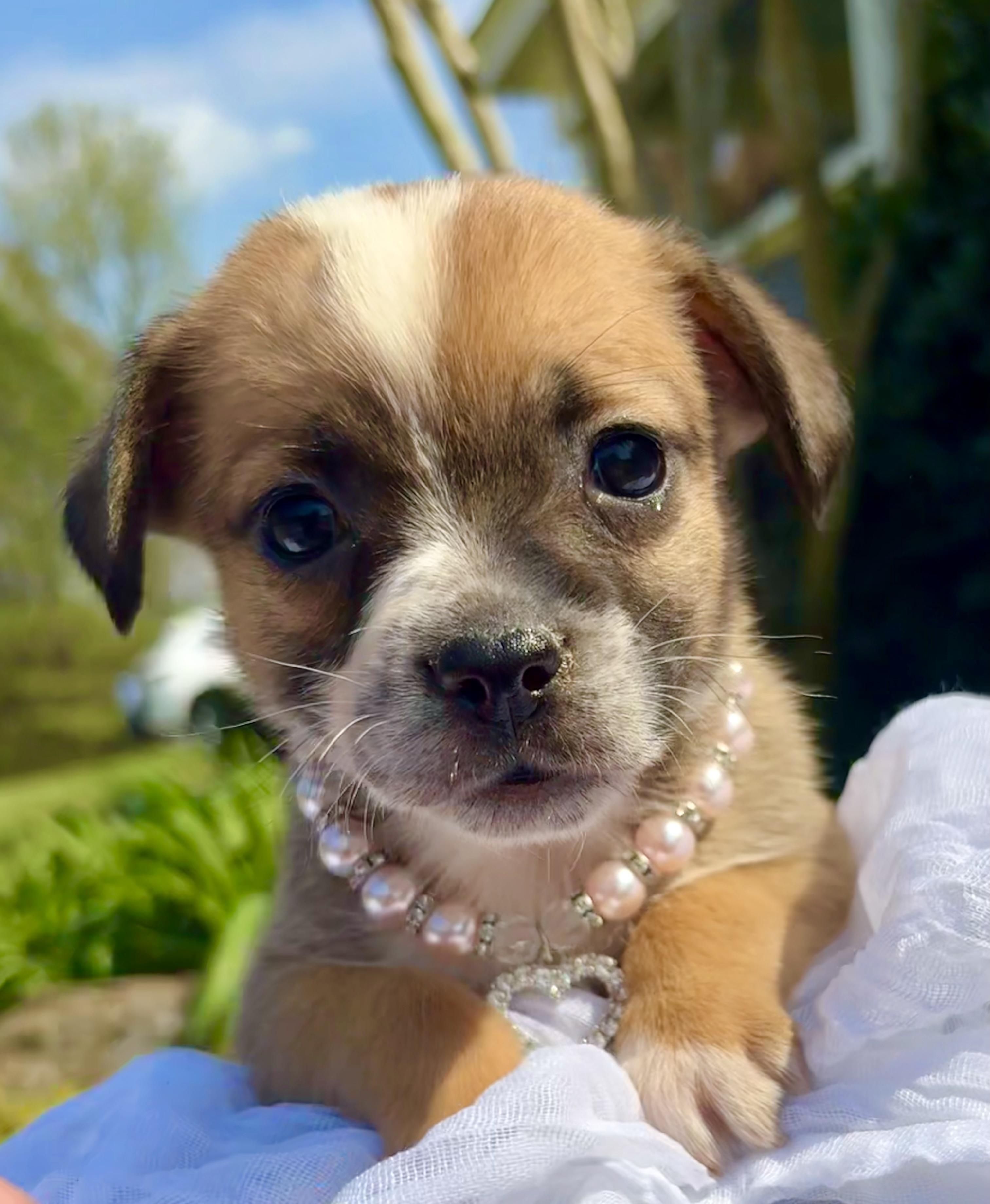 Enlarge Gigi, a Adoptable mixed breed in Pittsboro, NC image 2/4