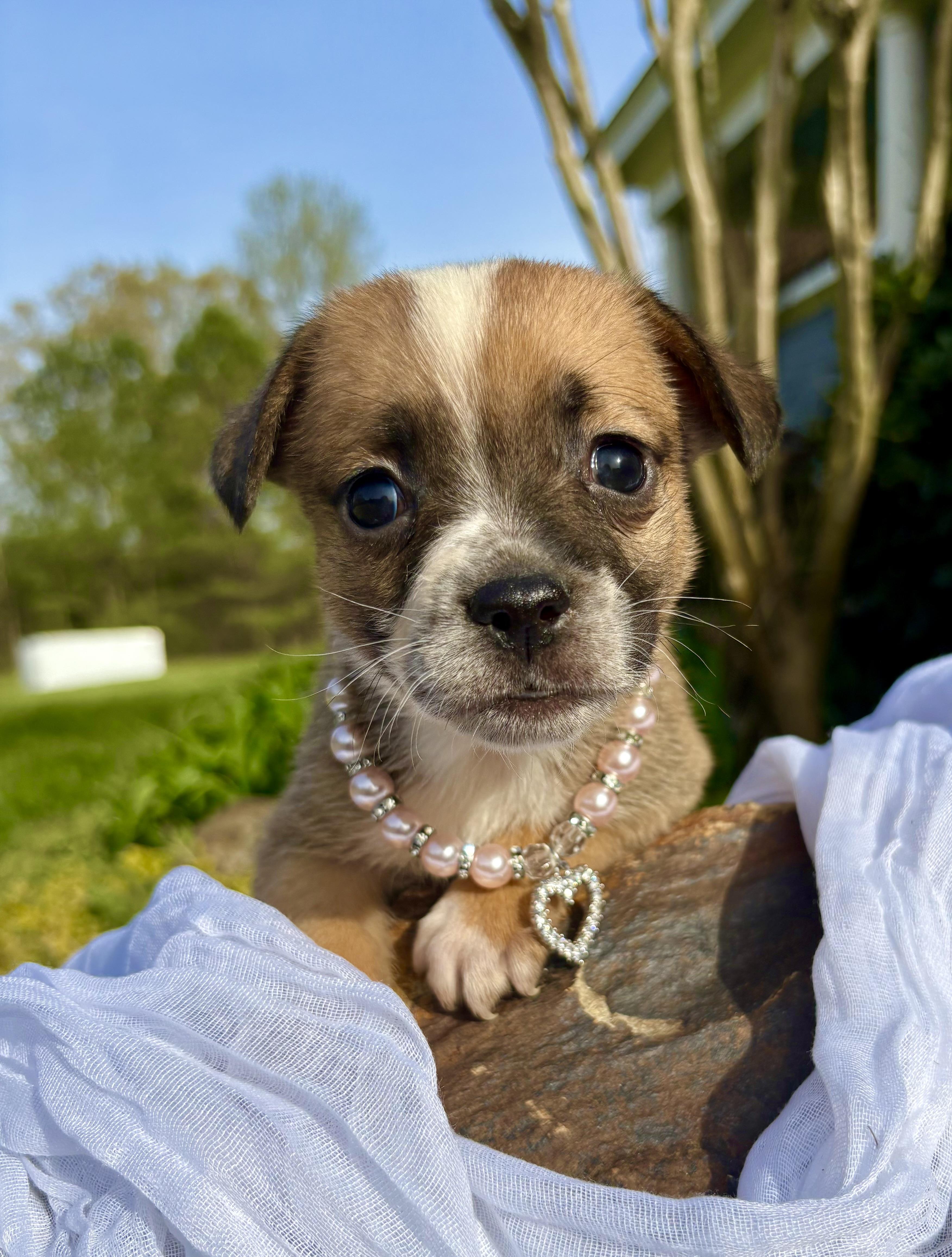 Enlarge Gigi, a Adoptable mixed breed in Pittsboro, NC image 1/4
