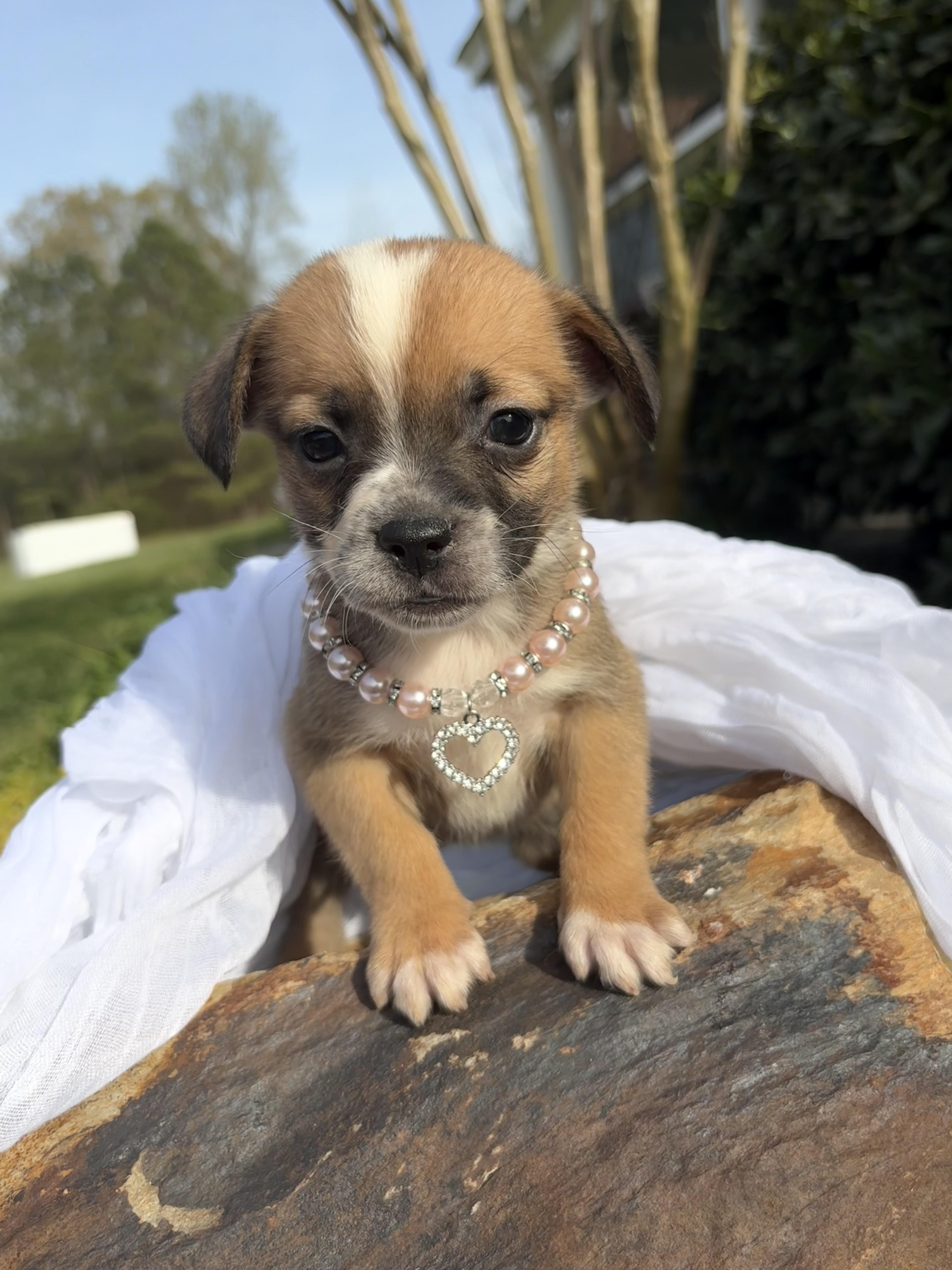 Enlarge Gigi, a Adoptable mixed breed in Pittsboro, NC image 3/4