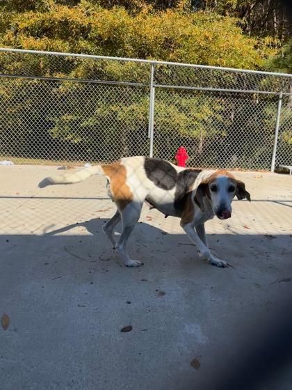 Jessie, Adoptable, Adult Female Hound & Mixed Breed.