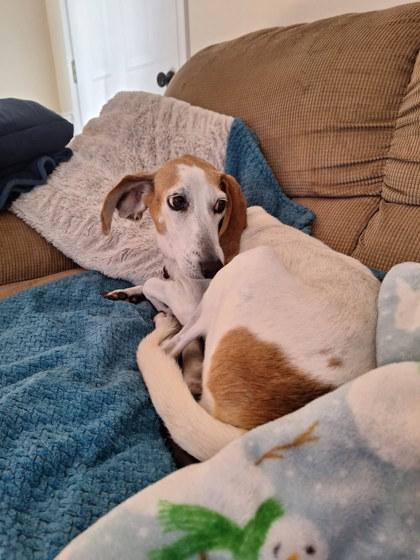 Enlarge Jessie, a Adoptable mixed breed in King William, VA image 2/2