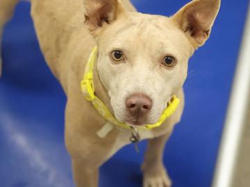 Enlarge Maisie, a Adoptable mixed breed in Virginia Beach, VA image 1/1