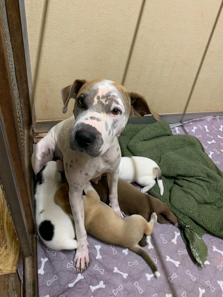 Pow Pow, Adoptable, Adult Female Mixed Breed.