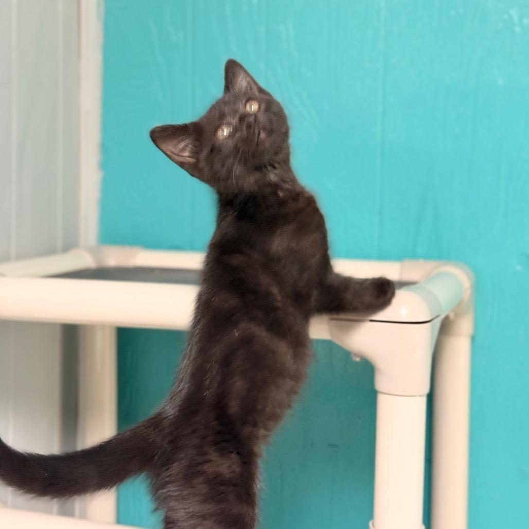 Lucy, Adoptable, Young Female Domestic Medium Hair.