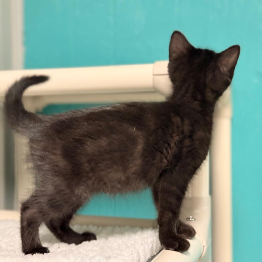 Enlarge Lucy, a Adoptable Domestic Medium Hair in Chariton, IA image 3/4