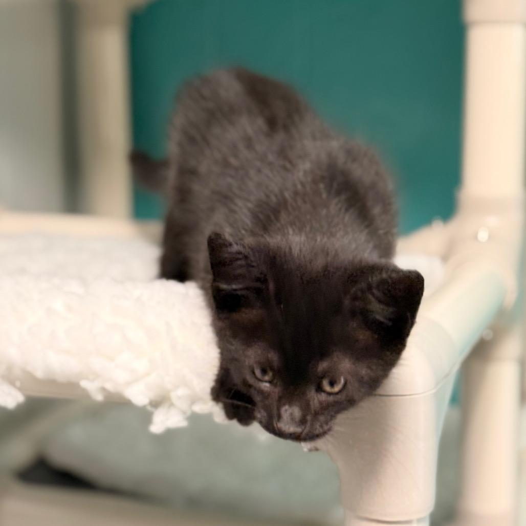 Enlarge Lucy, a Adoptable Domestic Medium Hair in Chariton, IA image 4/4