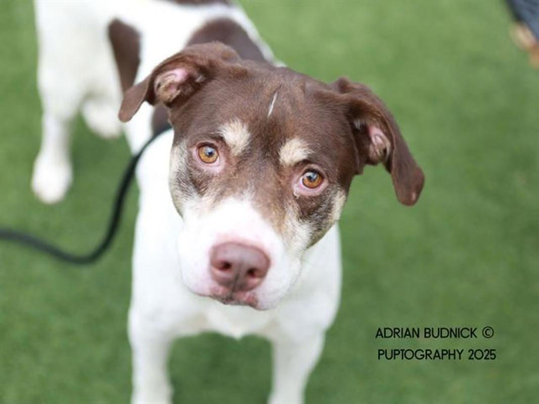 Trisha, Senior Female Mixed Breed
